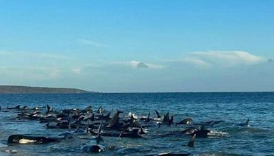 Rescatan a ballenas varadas en la costa