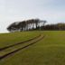 Chanctonbury Ring