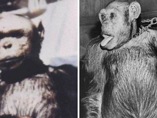 Unseen Pics Of Oliver, The 'Humanzee' Ape, Resurface On Internet - News18
