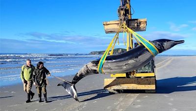 Has ‘world’s rarest whale’ washed up on a beach? Scientists are scrambling to find out | CNN