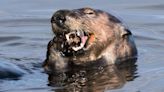 Sea otters use natural tools to help take care of their teeth: study