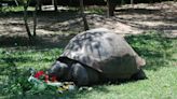 Charles Darwin and Steve Irwin Both Owned the Same Tortoise?