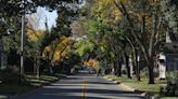 Rochester's trees make Landmark Society of Western New York's annual 'Five to Revive' list