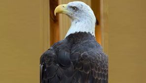 Zoo Atlanta announces death of bald eagle