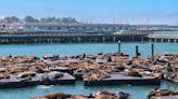 'We're seeing a feast': Over 1,000 sea lions descend on SF