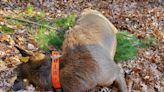 DNR seeking tips on illegal elk killings that occurred during gun deer season