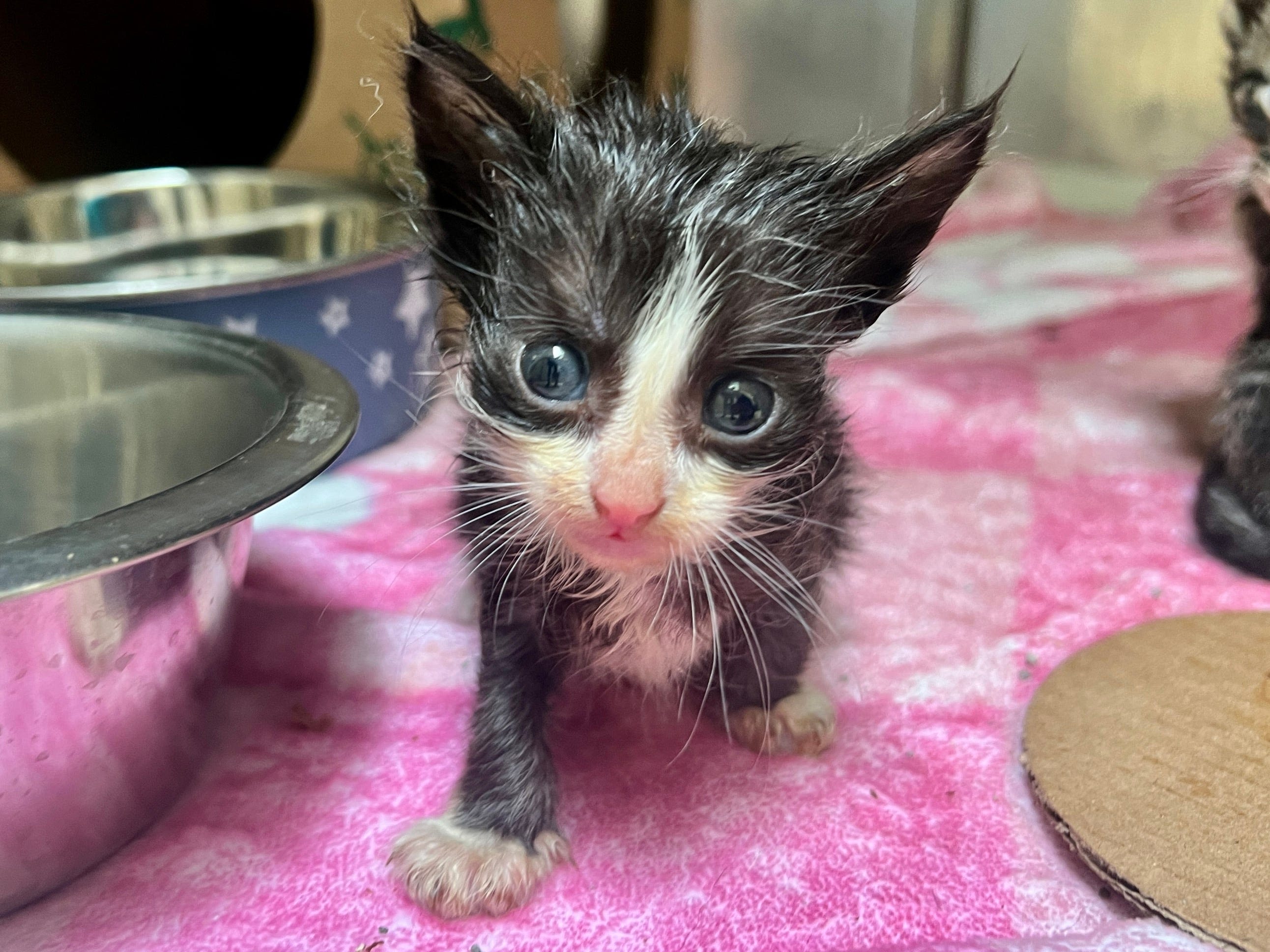 150 cats rescued from hoarding home in Missouri after authorities conduct welfare check