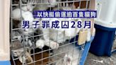 快艇載逾百隻貓狗 男子涉殘酷對待動物等5罪囚28月