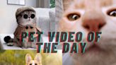 WATCH: Viral Pet Video - 03 July 2024