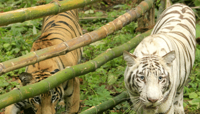 Project Tiger became reality only because of Indira Gandhi, says Jairam Ramesh