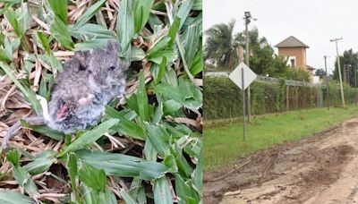 Una invasión de roedores preocupa a los vecinos de la zona de countries de Santo Tomé