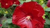 Plant Lovers' Almanac: Of hardy hibiscus and hordes of hued hydrangeas