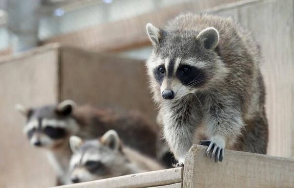 Lexington wildlife rescuer says state officials seized animals over permit issue