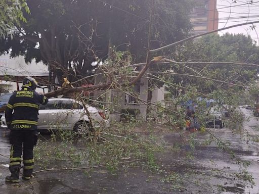 FOTOS: Lluvias en CDMX dejan cinco árboles caídos en Coyoacán, Xochimilco e Iztapalapa