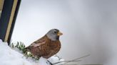 Birders in a flap after rare gray-crowned rosy finch spotted in Nova Scotia