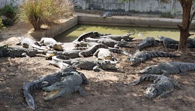 Thai farmer forced to kill more than 100 endangered crocodiles after a typhoon damaged their enclosure