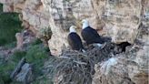 State wildlife officials close parts of public land to establish bald eagle breeding sites