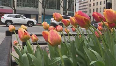 Chicago unveils new 'Magnificent Mile Tulip' in spring display