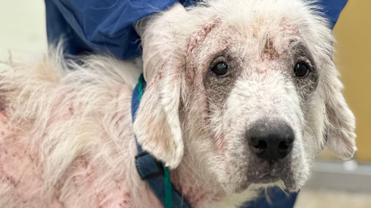 Nearly two dozen animals saved from Pennsylvania home after being found in 'horrific' conditions