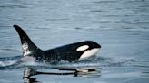 A Man Fined $600 After Attempting to 'Body Slam' a Killer Whale | Oldies 1320 | Craig Stevens