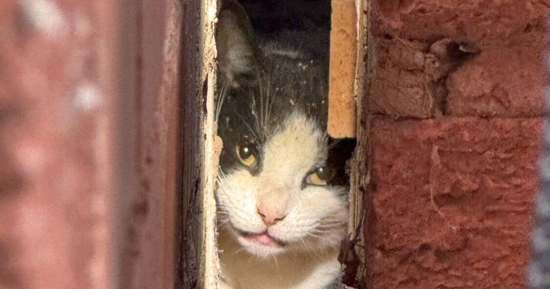 Firefighters rescue unlucky cat stuck between two houses