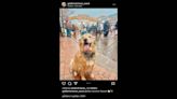 Hundreds of golden retrievers frolic in annual celebration in Colorado, videos show