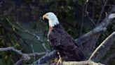 Bald eagle who cared for "RockBaby" takes over care of orphaned eaglet