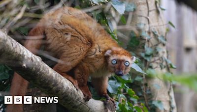 Bristol Zoo Project to focus on six species facing extinction