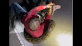 Massive python wrestled by hunters at 1 a.m. sets Florida record. ‘It was a fight’