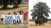 Protesters occupy 600-year-old oak to stop it being cut down for £250m road