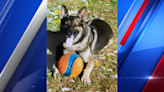 Retired Springfield K9 Fix passed away