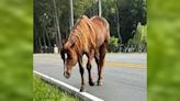 Do you know where your horse is? One was found wandering in Barrow County