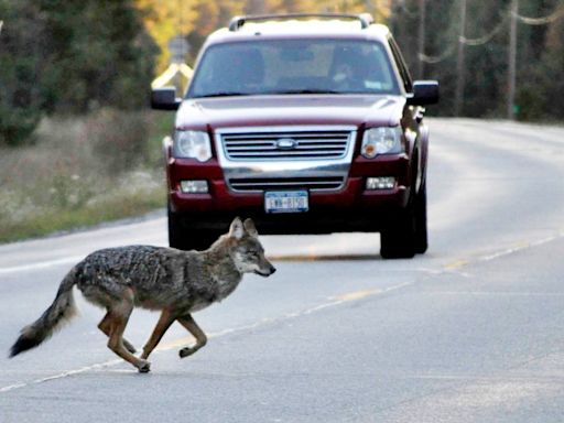 San Francisco Botanical Garden closed after a 5-year-old is bitten by a coyote