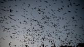 Nature's grand show: 100,000+ purple martins flock to downtown Nashville