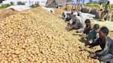 West Bengal to ‘lift ban’ on potato supply once prices ‘stablise’ to Rs 30/kg