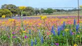 This State Is One of the Best in the U.S. for a Spring Road Trip — With 800,000 Miles of Wildflower-lined Highways