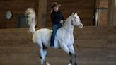 Talented Blind Horse Achieves 3 Guinness World Records: 'Endo Has a Big Personality'