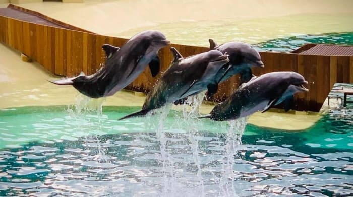 Florida woman sues SeaWorld after alleged attack during dolphin show