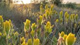 Making a recovery: Golden paintbrush removed from endangered species list