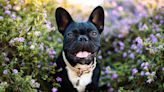 For the First Time Ever, the French Bulldog Was Named America's Most Popular Dog Breed