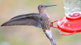 Científicos resuelven el misterio del colibrí gigante con la ayuda de una mochila diminuta