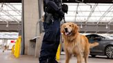 Goose, el golden retriever que lucha contra el fentanilo en EEUU