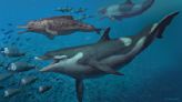 Prehistoric dolphin species discovered in landlocked Switzerland
