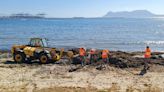 Arrancan los trabajos de retirada de alga invasora en la playa de El Chinarral