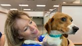 Forty beagles arrive in Rhode Island, rescued from fate of medical research