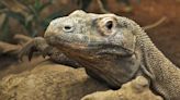 Komodo dragons have iron-coated teeth to help rip and tear prey, say scientists