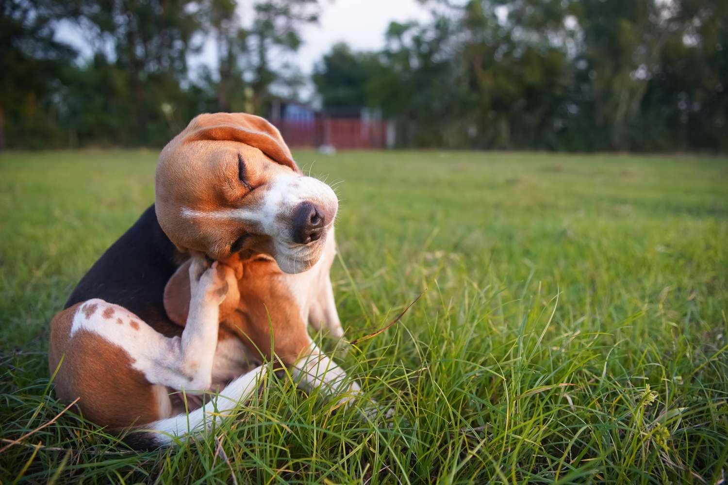 How To Keep Fleas Out Of Your Yard, According To Experts