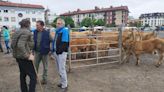 Colunga recupera su Feria ganadera de Primavera tras ocho años sin celebrarse
