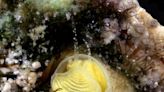 New snail species found in Florida Keys named after Jimmy Buffett song