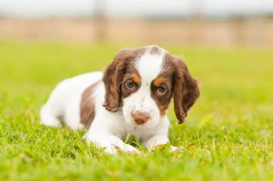English Springer Spaniel Puppies: Cute Pictures and Facts